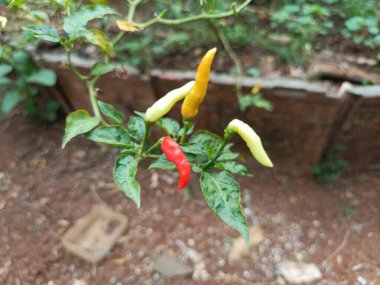 Sabahleyin evin arkasında toplanan kırmızı biber bahçesi.