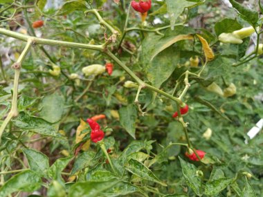 Sabahleyin evin arkasında toplanan kırmızı biber bahçesi.