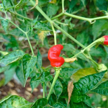 Sabahleyin evin arkasında toplanan kırmızı biber bahçesi.