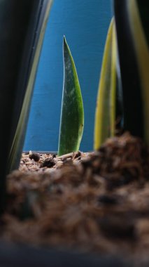 Kısa bir mesafe ötede Sansivera süs bitkisi filizleri var. Solda ve sağda Sansivera bitkisi var.