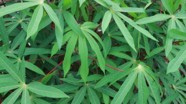 Cassava yaprakları taze bir Cassava bahçesinde