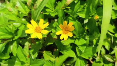 Bahçede kabaran melampodyum çiçeği 