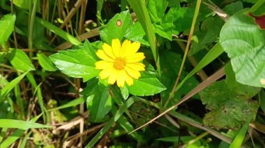 Bahçede kabaran melampodyum çiçeği 