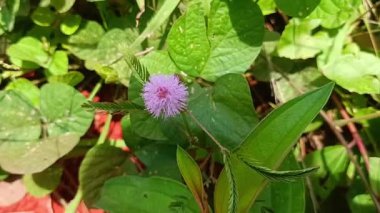 Bahçede kabaran melampodyum çiçeği 