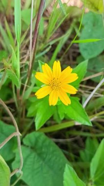 Bahçede kabaran melampodyum çiçeği 