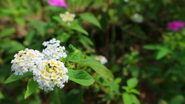Bahçede büyüyen latana camara çiçeği görüntüleri