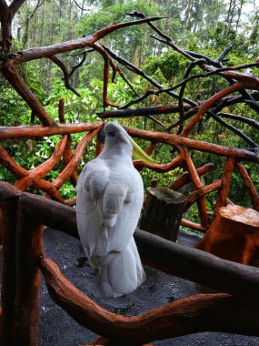 Hayvanat bahçesindeki ağaçtaki beyaz papağan