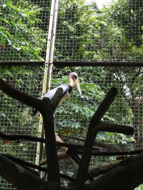 Pelikanlar hayvanat bahçesinde yağmurda dinleniyor