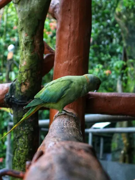 Güzel İskender Papağanı, yeşil renkli yağmur sırasında bir ağaç dalında duruyor.