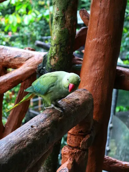 Güzel İskender Papağanı, yeşil renkli yağmur sırasında bir ağaç dalında duruyor.