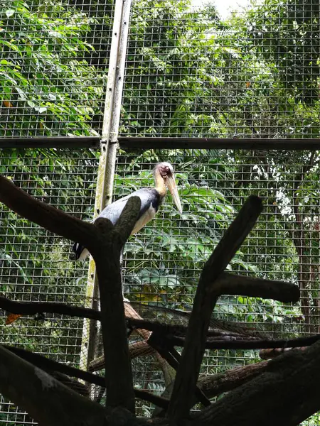 Pelikanlar hayvanat bahçesinde yağmurda dinleniyor