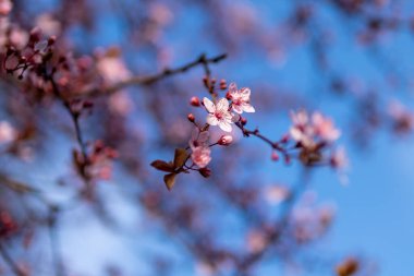 Kiraz ağacının çiçek dalı