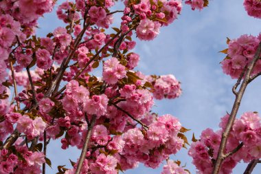 İlkbaharda pembe kiraz çiçeği