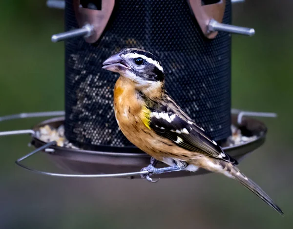 stock image Closeup of a black headed grosbeak perched on a birdfeeder