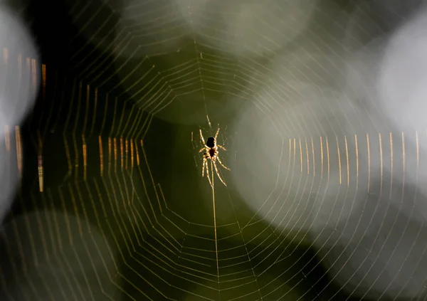 Μια Αράχνη Στο Κέντρο Του Ιστού Της Λαμπερές Ανταύγειες Και — Φωτογραφία Αρχείου