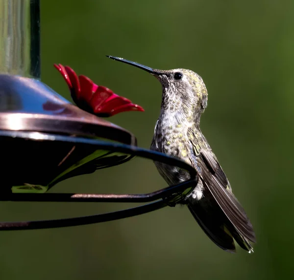 Koliber Siedzący Karmniku Pokazujący Swoje Wspaniałe Pióra Ogona — Zdjęcie stockowe