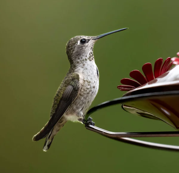 Koliber Siedzący Karmniku Ciekawskim Spojrzeniem — Zdjęcie stockowe