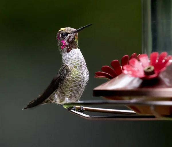 Koliber Czerwonym Wąwozem Siedzący Karmniku Ciekawskim Spojrzeniem — Zdjęcie stockowe