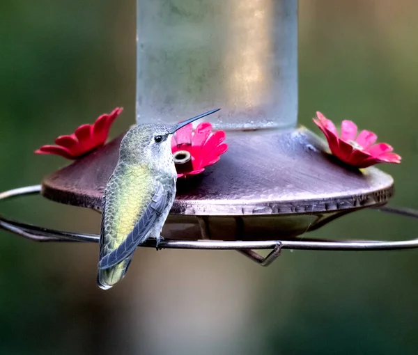 Koliber Chłodny Poranek Przy Podajniku Kondensacją Rosą — Zdjęcie stockowe
