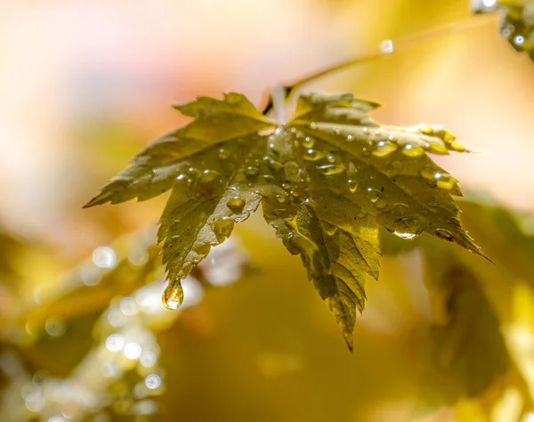 Een Close Van Gele Herfstbladeren Met Waterdruppels Een Lichte Luchtige — Stockfoto