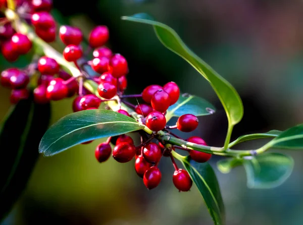 鮮やかな赤い野生の果実と緑の葉の束のクローズアップビュー — ストック写真