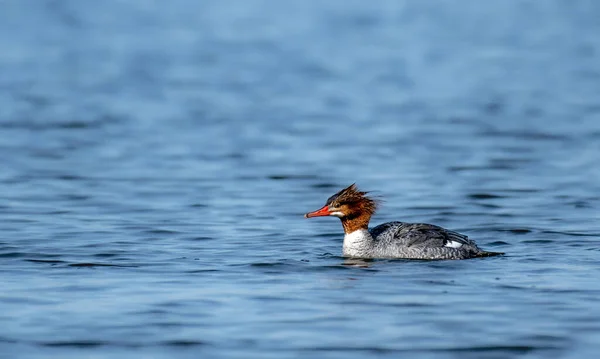 Stock image A close-up view of a common merganser swimming at sea with great head feather detail