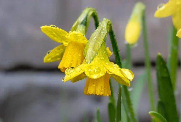 Eine Nahaufnahme Von Gelben Narzissen Schwer Mit Wassertropfen Blumen Nach — Stockfoto