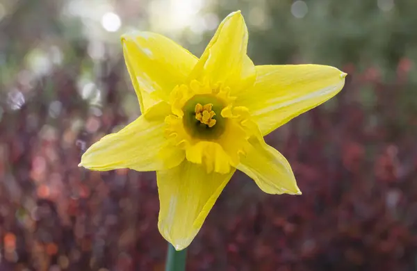 Nahaufnahme Einer Gelben Narzissenblüte Mit Komplexen Blütenblättern Und Staubgefäßen — Stockfoto