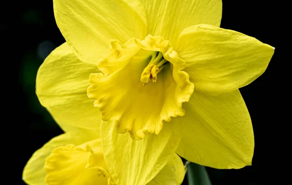 暗い背景に複雑な雄蕊の詳細を持つ黄色の水仙の花のクローズアップビュー — ストック写真