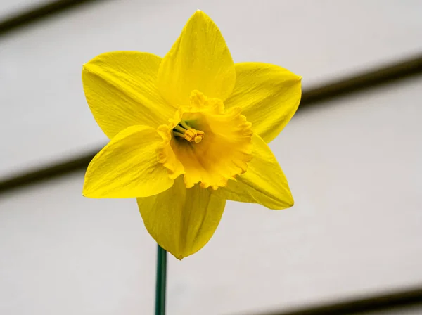 Een Hoekig Uitzicht Een Gele Narcis Bloem Met Ingewikkelde Meeldraden — Stockfoto