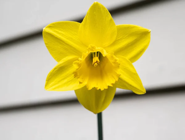 Eine Gelbe Narzissenblume Mit Kompliziertem Staubgefäß Detail Und Starken Diagonalen — Stockfoto