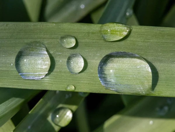Closeup Macro Image Water Droplets Green Leaf Spring Rain — Stock Photo, Image