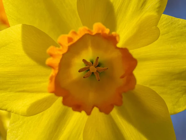 Nahaufnahme Makrobild Einer Leuchtend Gelben Narzissenblüte Die Anther Und Stigma — Stockfoto