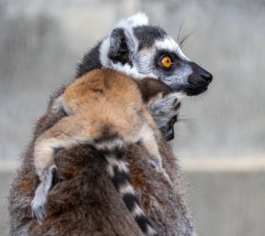 Yavru bir yüzük çizgili kuyruklu lemur kuyruğu ile ailesinin sırtındaki kürkü kavradı.