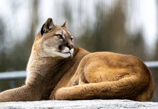 Kahverengi, kıpkırmızı bir puma merakla bir tarafa bakıyor.