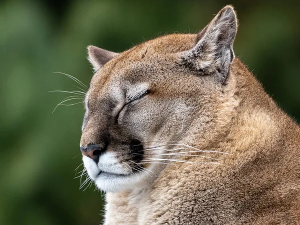 Tawny Cougar 'ın yakın plan portresi.