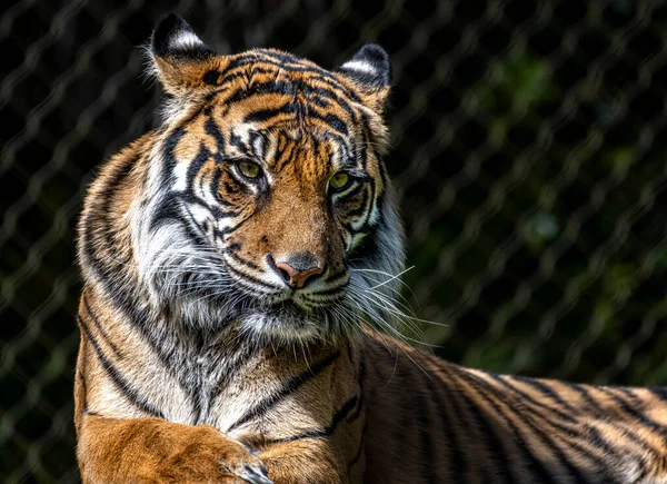 A closeup view of a Sumatran Tiger with front paws folded over one another
