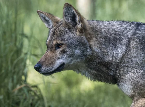 A closeup profile portrait of an endangered red wolf