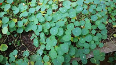 Yerde yeşil Tropeolum yaprağı, çok güzel büyüyor. Nasturtium olarak bilinir..