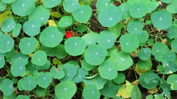 Yerde Yeşil Tropeolum Yaprağı Çok Güzel Büyüyor Nasturtium Olarak Bilinir — Stok fotoğraf