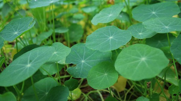 Green Tropaeolum leaf on the ground, growing beautifully. Commonly known as Nasturtium.