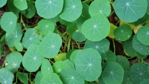 Hoja Tropaeolum Verde Suelo Creciendo Maravillosamente Comúnmente Conocido Como Nasturtium —  Fotos de Stock