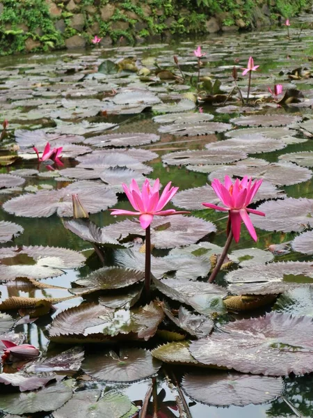 Lindo Lago Teratai Water Lily Mercado Flutuante West Java Indonésia — Fotografia de Stock