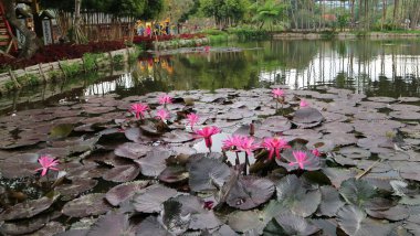 Güzel Teratai ya da Su Zambağı Gölü. Batı Java, Endonezya 'da. Nymphaea, Nymphaeaceae familyasından bir su bitkisi cinsidir..