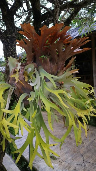 Ferigile Gigantice Staghorn Sau Paku Tanduk Rusa Atârnând Frumos Copacul — Fotografie, imagine de stoc