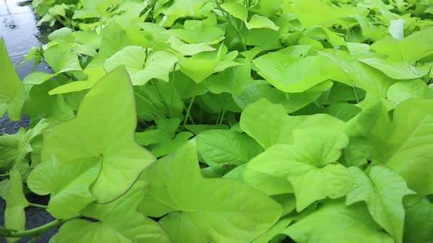 在花园里的雨中 石榴叶在地面上摇曳着 可食用的红薯 叶子浅绿色 甘薯是菊科的一种一年生葡萄 — 图库视频影像