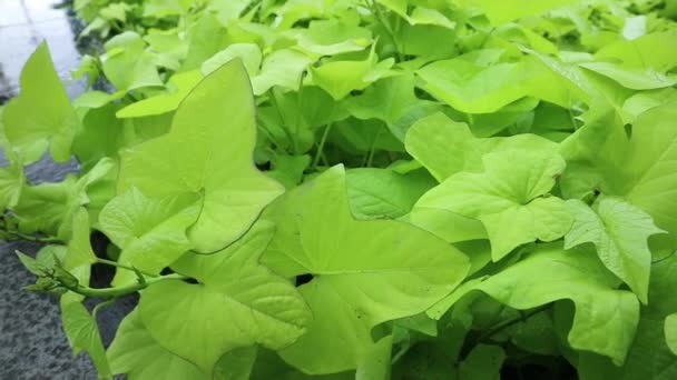Arbustos Ipomoea Batatas Hojas Balanceándose Suelo Bajo Lluvia Jardín Batatas — Vídeo de stock