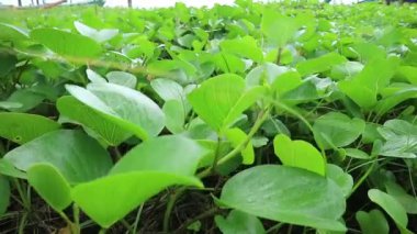 Plaj Sabah Zaferi çiçeği ya da kumsaldaki kumsalda Ipomoea Pelerin-Caprae. Bay Hopps. Mor renk. Rüzgarla savrulan.