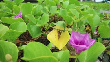 Plaj Sabah Zaferi çiçeği ya da kumsaldaki kumsalda Ipomoea Pelerin-Caprae. Bay Hopps. Mor renk. Rüzgarla savrulan.