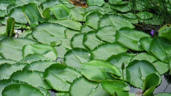 Teratai Oder Seerose Blättert Einem Sonnigen Tag Seen Nymphaea Ist — Stockfoto